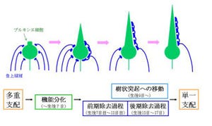 東大ら、シナプスの刈り込みの活動を担う分子を特定