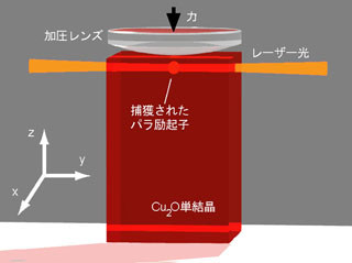 東大、励起子のボース・アインシュタイン凝縮体への転移の観測に成功