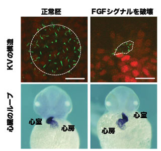 NAIST、動物の細胞が自律的に集まり器官を形成していることを解明