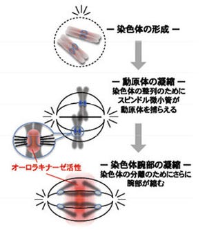 東大、染色体を形づくるための普遍的な制御機構を発見