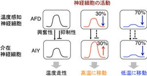 名大ら、神経ネットワークにおける情報伝達の新しい概念を発見