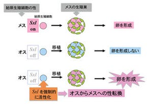 NIBB、ショウジョウバエの生殖細胞の性別を決める遺伝子を発見