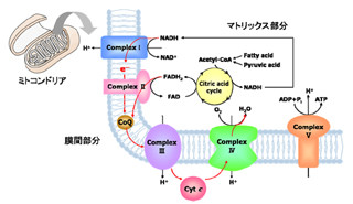 北大ら、呼吸での電子伝達機構を解明 - エネルギー生産素子開発などに期待