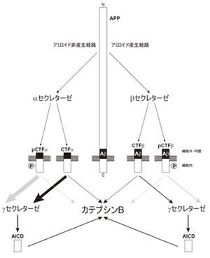 埼玉医大ら、アルツハイマー発症に関わるたんぱく質の新たな代謝経路を発見