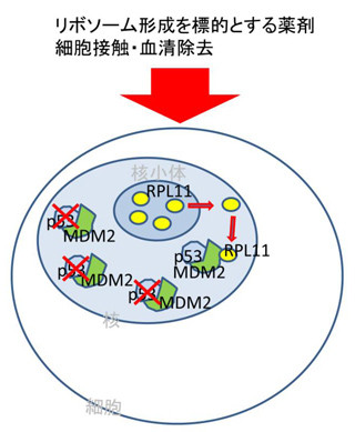 九大など、がん抑制遺伝子の制御分子を発見 - 新たながん治療薬開発に期待