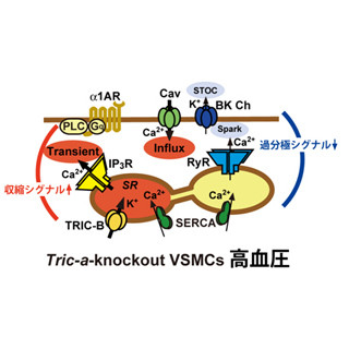 京大、高血圧の予防に向けた血圧調節機構を解明 - 投薬量決定などに期待