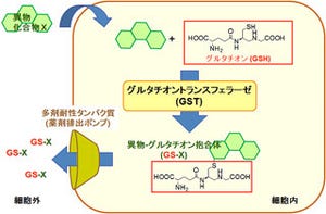 理研、がん診断などに有効ながんマーカーの細胞内蛍光検出法を開発