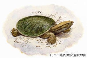 世界最古のスッポンの化石が発見 - 「カッパケリス・オオクライ」と命名