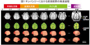 京都大学、チンパンジーも前頭前野が未熟な状態で生まれることを発見