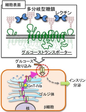 理研、2型糖尿病発症の仕組みの一部を明らかに - 治療法確立に向け一歩前進