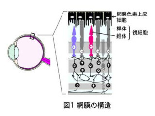 国リハ研と理研、ヒト網膜細胞由来の約16万個の完全長cDNAクローンを公開