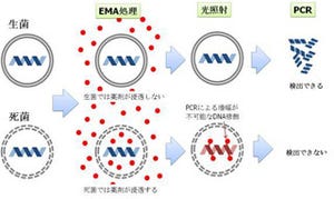 タカラバイオ、生きた病原性細菌のみを選択的に検出できるシステムを開発