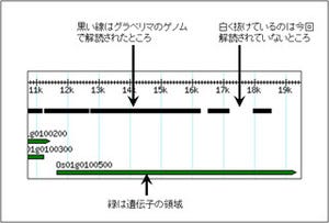 生物研、アフリカ栽培イネのゲノム塩基配列の一部を解読