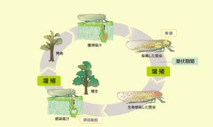 東大、植物-昆虫の生物界を越えて感染する細菌のスイッチ遺伝子群を特定