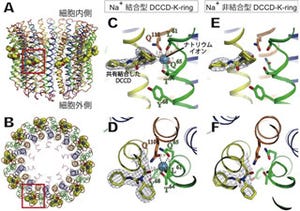 京大など、V型ATPaseの阻害機構を解明 - 骨粗鬆症やがんの新薬開発に期待