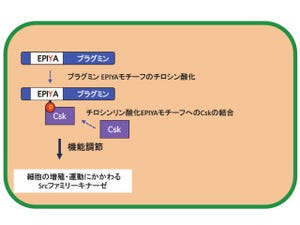 東大、ピロリ菌がヒトタンパク質の機能を阻害する仕組みを発見