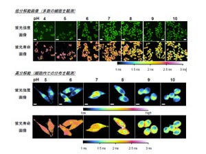 北大、無染色で細胞内のpH可視化技術を開発 - がん診断などへの応用に期待