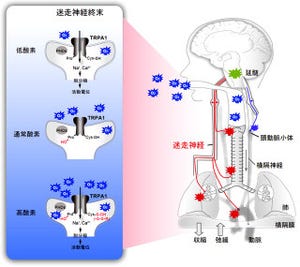 京大、体内でO2分圧の感知と組織への供給を制御する新たな仕組みを発見