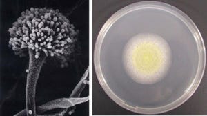 東大、麹菌がビタミンを作るメカニズムの一部を解明