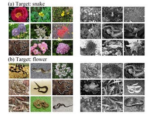 ヒトは幼児期の生存確率を高めるために色覚を得た - 京大が解明