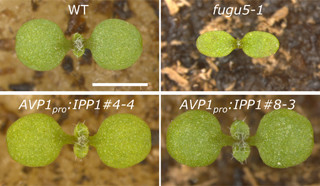 東大など、ピロリン酸の除去が植物の発芽成長に不可欠であることを確認