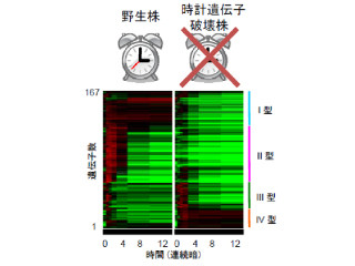 早大、時計遺伝子自身の発現が止まっても時を刻める仕組みを細菌から発見