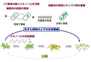 微生物もアルコールは夜に飲む - 京大の研究グループが確認