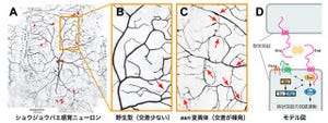 京大、脳内で神経回路が成長する際に混線しない仕組みを発見