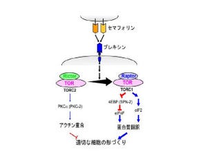 名大、タンパク質「セマフォリン」が細胞骨格の調節などを行うと解明