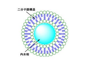 IMS、人工的な脂質二重膜を用いて「水中機能性触媒」を開発