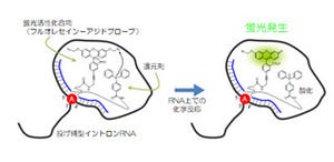 理研、「投げ縄型イントロンRNA」を直接かつ特異的に検出できる手法を開発