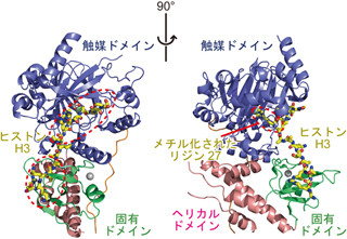 理研、遺伝子の「使用禁止マーク」を外すタンパク質の構造と仕組みを解明