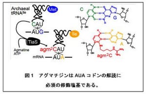 東大など、RNAとタンパク質の両方をリン酸化する酵素を発見