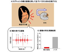 東大、カブトムシのサナギは自ら振動して幼虫を追い払っていることを発見