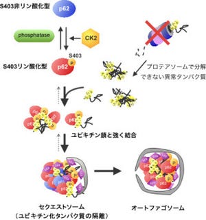 理研、アルツハイマーなどの「神経変性疾患」の治療につながる仕組みを解明