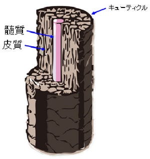 浜松医大など、新型顕微鏡で加齢に伴う毛髪中の変化を解明