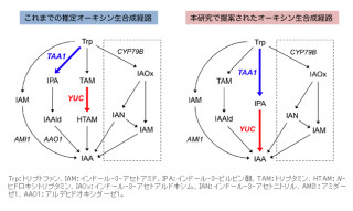 理研、60年来の謎の植物ホルモン「オーキシン」の生合成主経路を解明