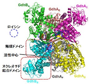 東大、ロイシンによるGDHのアロステリック制御機構を解明