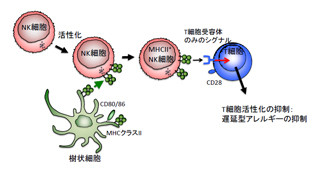 東北大、遅延型アレルギーを抑えることが可能なNK細胞の新たな働きを発見