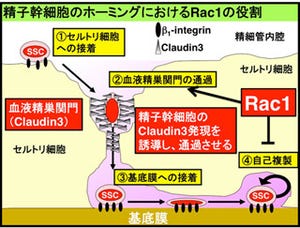 京大、マウス精子幹細胞移植における細胞生着メカニズムを解明