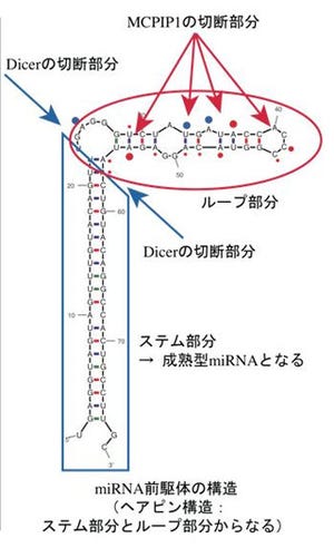 東大、miRNAがRNA分解タンパク質「MCPIP1」で調節されていることを発見