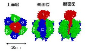 東大、10nmの分子モーター「F1-ATPase」のエネルギー変換機構の謎を解明