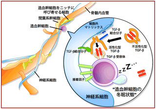 東大など、造血幹細胞の"冬眠"に神経系細胞が関与していることを発見