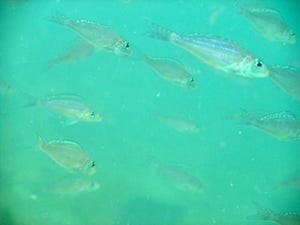 京大、DNA解析により群れをなす魚にも夫婦の絆があることを確認