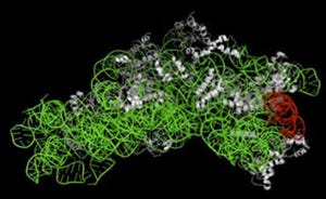 産総研、リボソームに翻訳以外の機能を発見 - 感染症治療薬への応用に期待