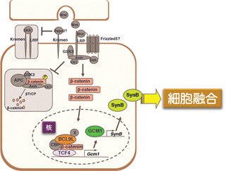 東大、Wntシグナルによる細胞融合制御のメカニズムを解明