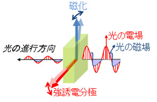 東大など、光の進行方向によって吸収量が変わるエレクトロマグノンを発見