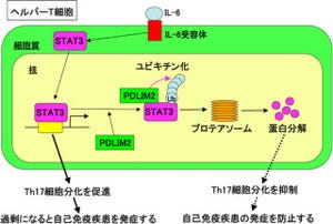 理研と北大、核内タンパク質「PDLIM2」が自己免疫疾患の抑制に重要と発表