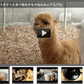 ヤフー、画像検索と動画検索をリニューアル