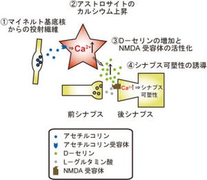 理研、グリア細胞の1種「アストロサイト」が記憶に影響することを発見